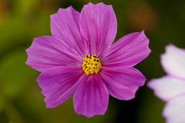 格桑花