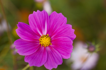 格桑花
