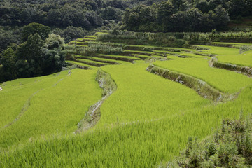 云南梯田