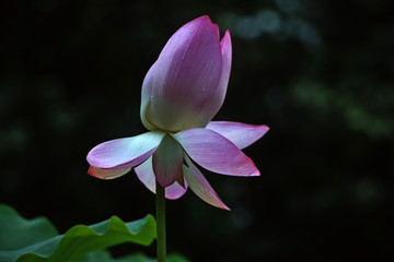 一朵荷花