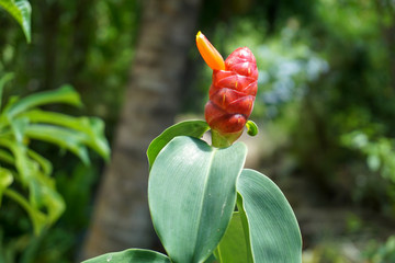 努美阿热带植物