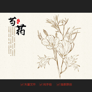 手绘芍药