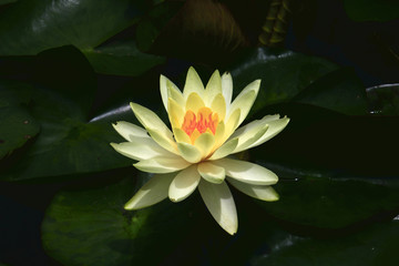 睡莲