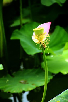 藕