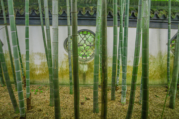 园林小景素材 绿竹林