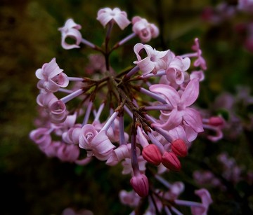 丁香花