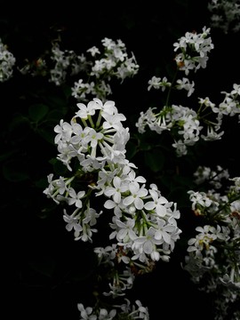 丁香花