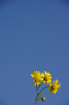 蓝天下的黄花