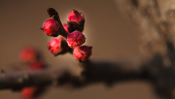 杏花花苞