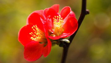 红色花朵海棠花