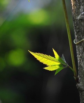 树叶嫩芽