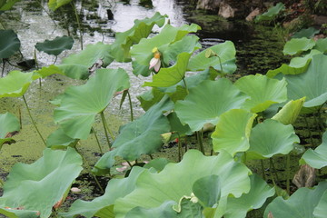 荷花池塘