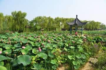 荷花池