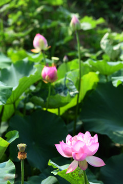 荷花