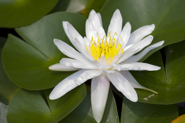 睡莲花