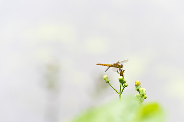 蜻蜓