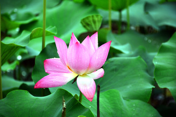 雨中荷花