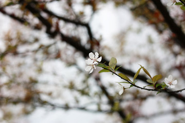 樱花