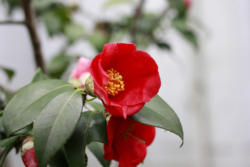 山茶花