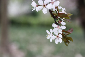 樱花