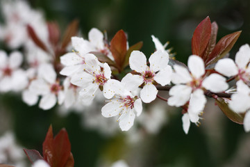 樱花