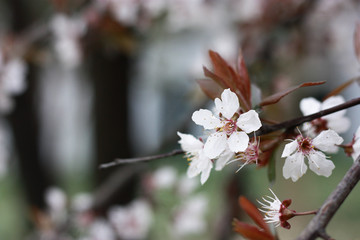 樱花