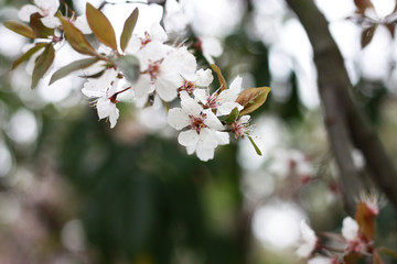 樱花