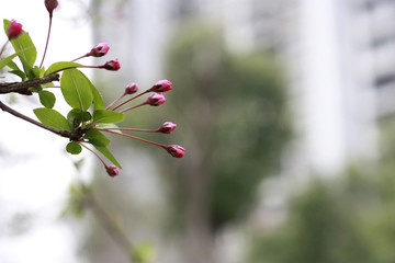 樱花