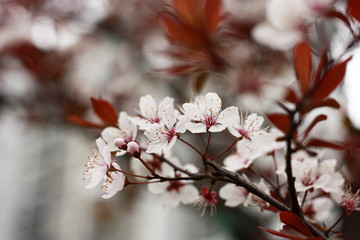 樱花