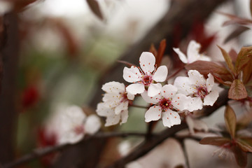 樱花
