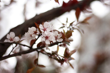 樱花
