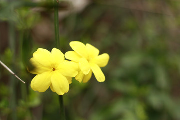 迎春花