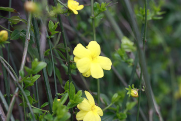 迎春花