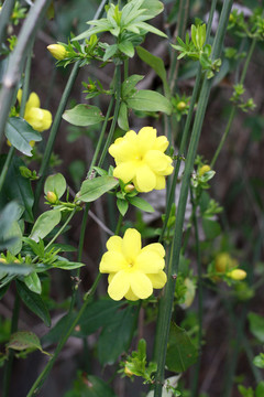 迎春花