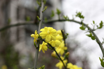 迎春花