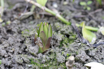 百合发芽