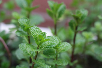 薄荷