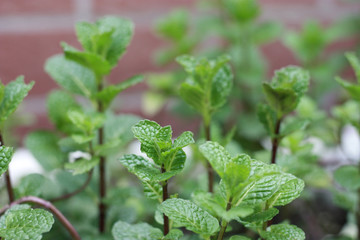薄荷