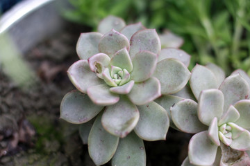 宝石花