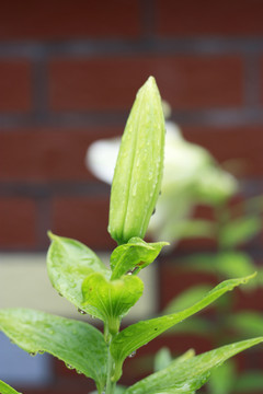 百合花苞