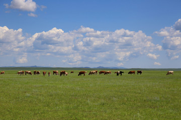 草原牛群蓝天下放牧