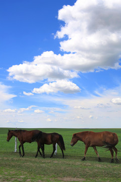 蓝天草原行走的马匹