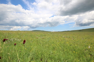 开满花朵的草原牧场美景