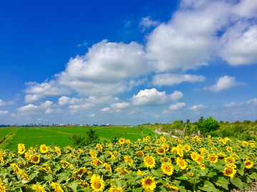 田园风光无限 夏季