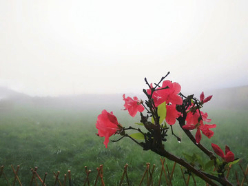 雾里看花