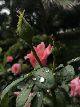 水滴 花卉