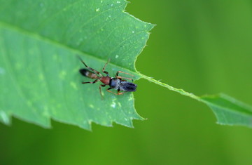 绿叶上的蚂蚁