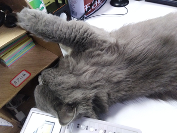 灰猫 猫 宠物猫 可爱的猫