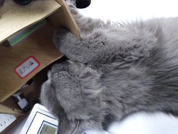 灰猫 猫 宠物猫 可爱的猫