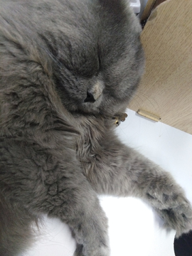 灰猫 猫 宠物猫 可爱的猫
